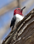 Red headed Woodpecker 1694